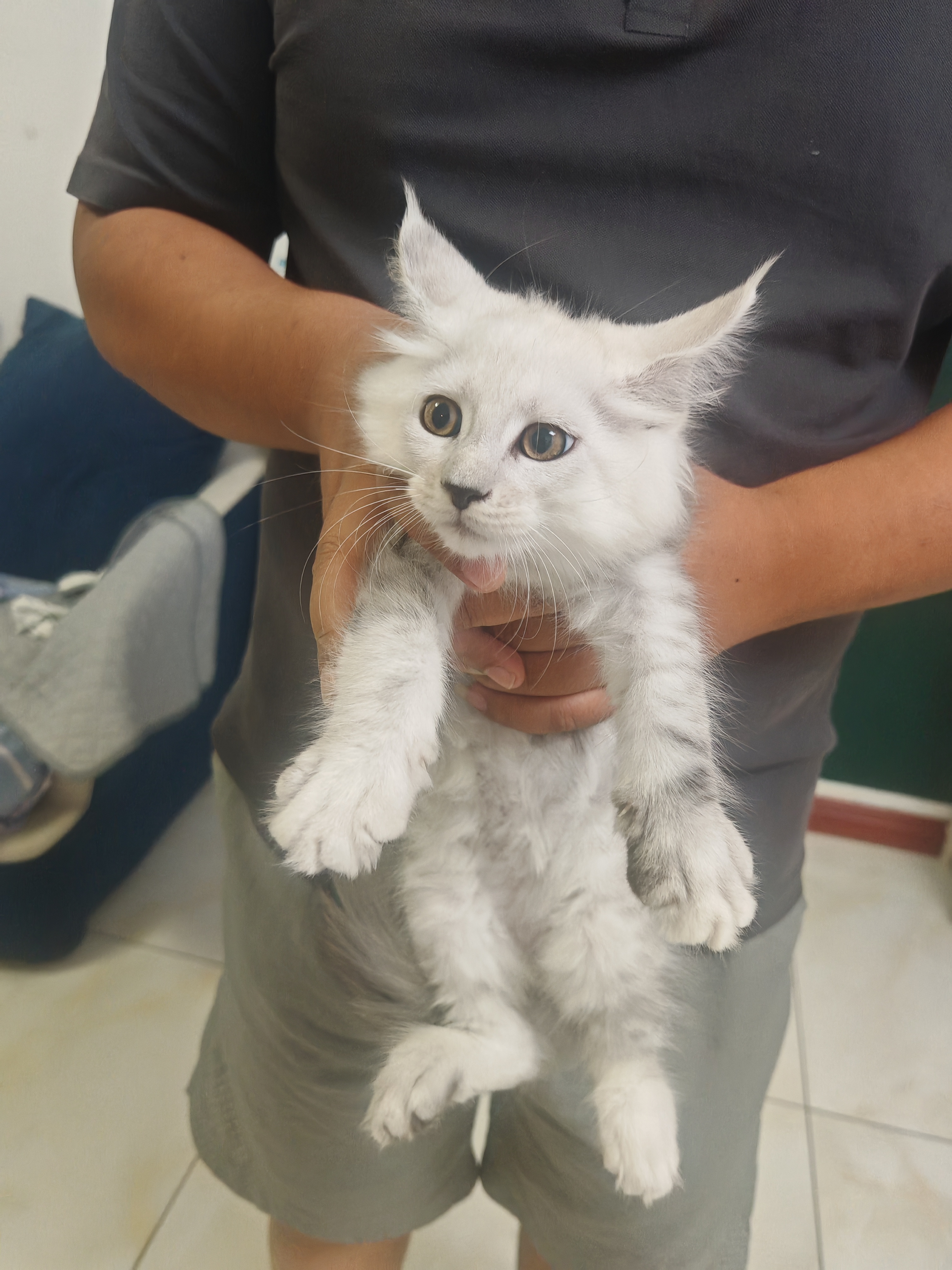 缅因猫